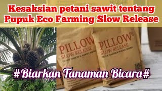Kesaksian Petani kelapa sawit dari pupuk Eco Farming,Slow release,Fotosintesa.Biarkan Tanaman Bicara