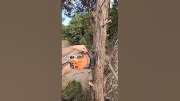 Topping Cedar Trees In Texas #arborist #trees #cutting #texas Texas #treeremoval