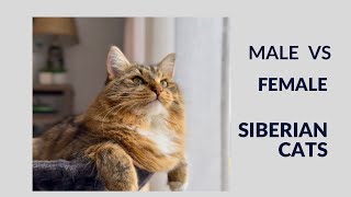 Male vs Female Siberian Cats