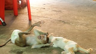 Very Sweet Heart Monkey With Cat |  Monkey Donal Play With Best Friend Cat