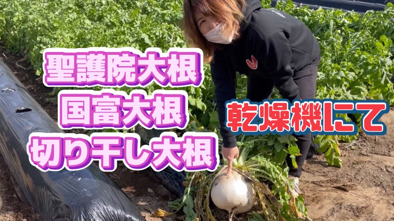 切り干し大根（乾燥機使用） - YouTube