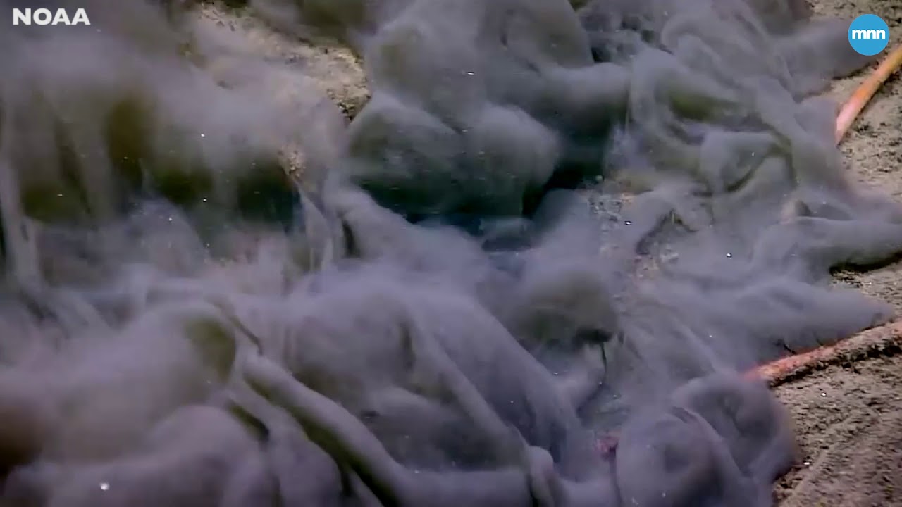 Benthic fish snatches a large midwater fish