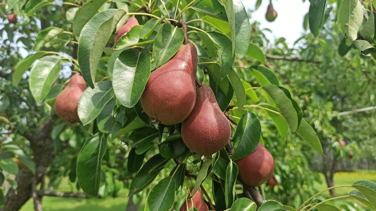 Груша нарядная ефимова описание сорта. Груша (Pyrus нарядная Ефимова. Сорт груши нарядная Ефимова. Груша нарядная Ефимова дерево.