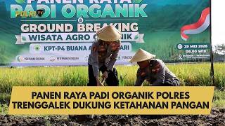 Panen Raya Padi Organik Polres Trenggalek Dukung Ketahanan Pangan