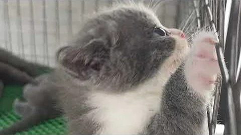 Watch the video about Bicolor cat loves to climb and play with munchkin cat 🐈🐈‍⬛❤️