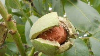 تساقط ثمار الجوز , walnuts falling,ceviz tanelerinin yere düşme nedenleri