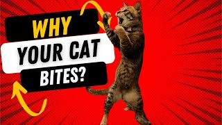 Cracking the Code: Why Your Cat Bites and Kicks! by Animal Expert Care 350 views 2 months ago 3 minutes, 10 seconds