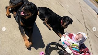 Drama In North Carolina Familienhunde Beißen Baby Tot