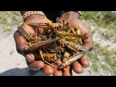 Video: Sind Heuschrecken in Afrika?