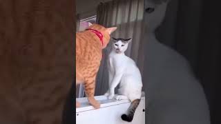 #funnyvideos2025 #pet #funny #funnycat #foyou