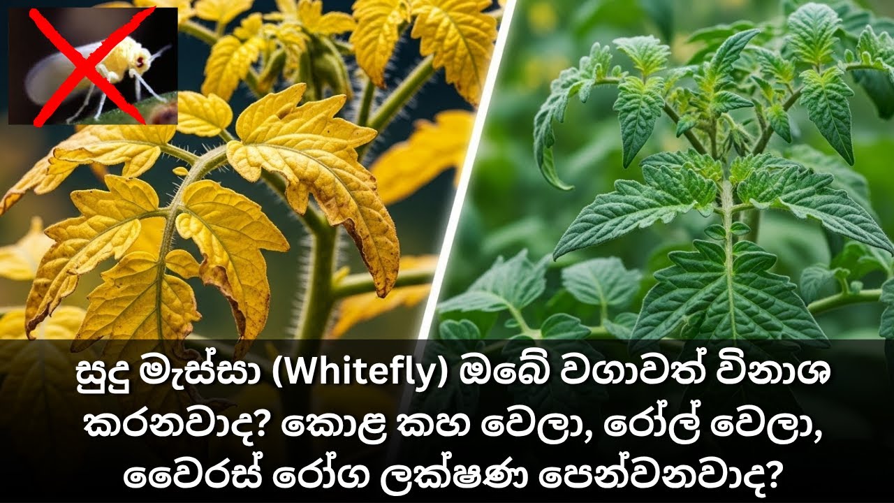 සුදු මැස්සා (Whitefly) ඔබේ වගාවත් විනාශ කරනවාද? කොළ කහ වෙලා, රෝල් වෙලා, වෛරස් රෝග ලක්ෂණ පෙන්වනවාද?
