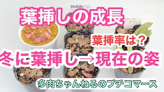 多肉植物】冬に葉挿しした子の現在の姿❣️葉挿率は⁉️成長を見ていき