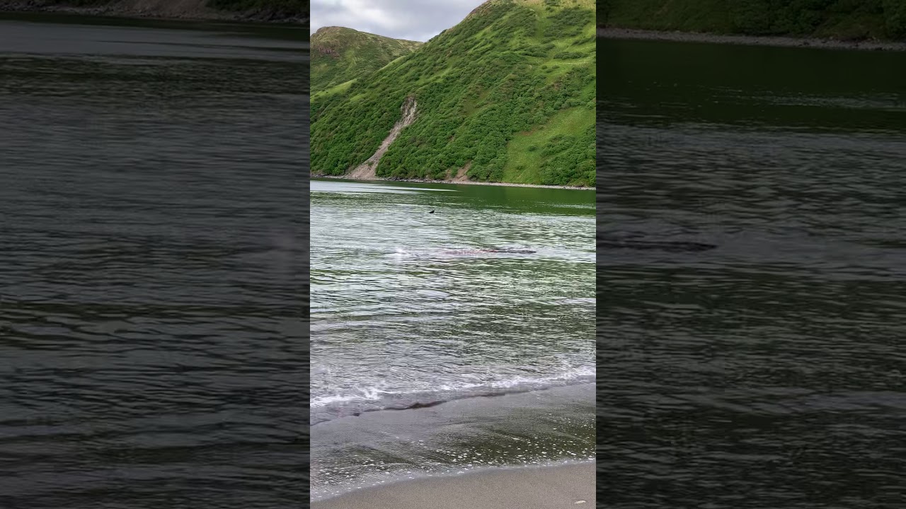 Orca whales going after a gray whale - YouTube