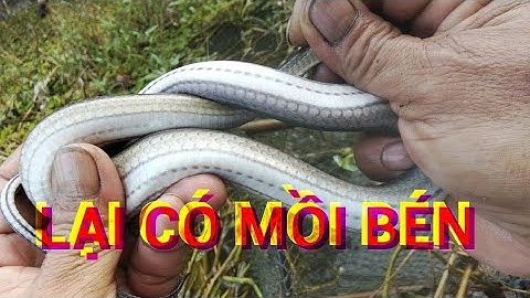 Thăm lờ cử này dính cá thác lác nhiều