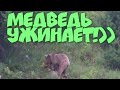 Случайно сняли дикого медведя на видео