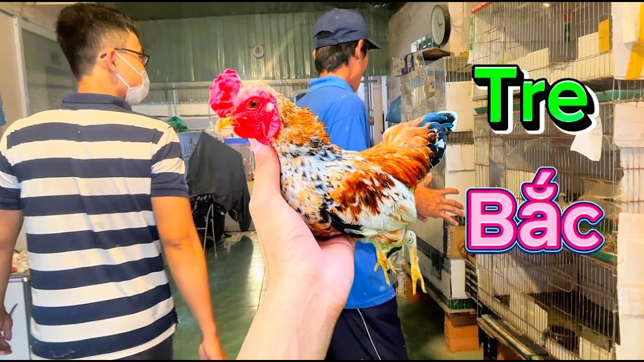 Thiên Pet đón anh khách ở gần qua xem gà tre bắc , gà vảy cá, chuẩn bị xuất lứa gà chiến binh đẹp