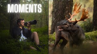 A Year of Wildlife Photography in Sweden