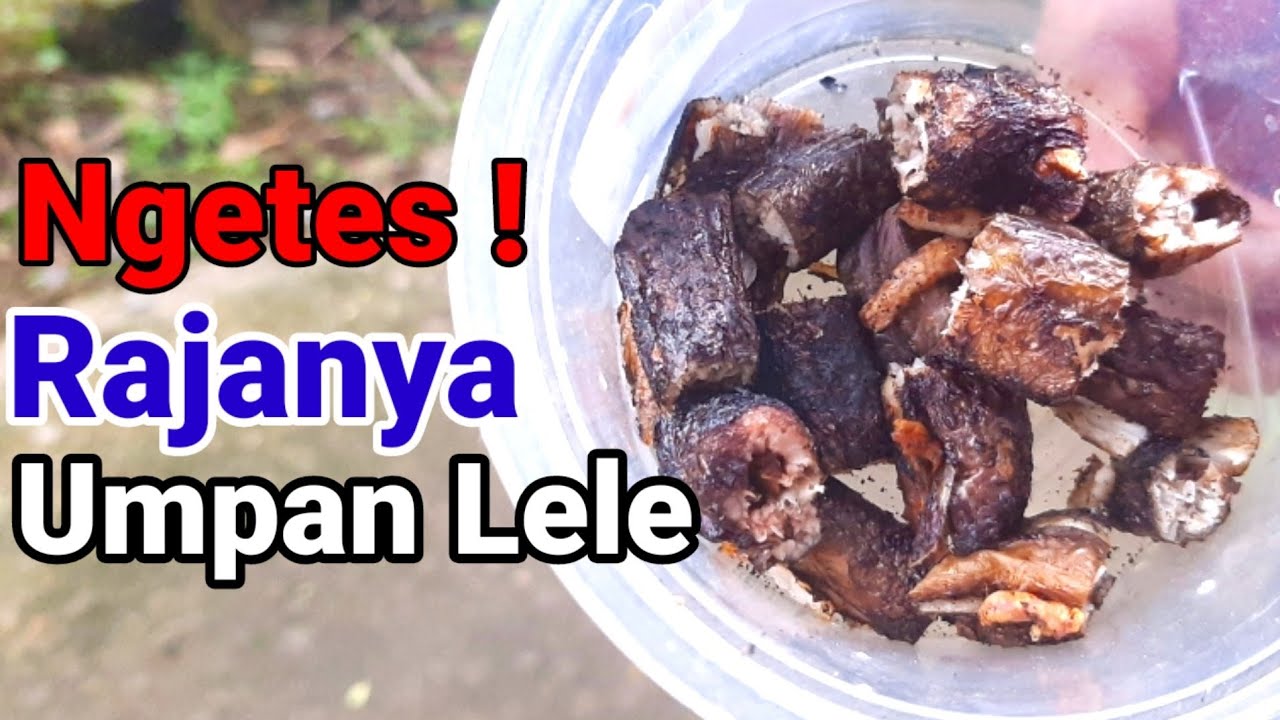 Tes Rajanya Umpan Untuk Lele Mogok Makan Media Belut YouTube