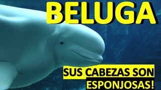 Mini documental sobre las Belugas by ABC del mundo Animal 14,555 views 1 year ago 7 minutes, 59 seconds