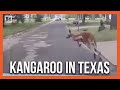 Where&#39;d You Come From? Police Chase Kangaroo on the Loose... in Texas