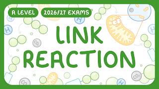 A-Level Biology - Link Reaction - What It Is Key Stages Reactants & Products 202627 Exams