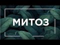 Митоз, интерфаза, жизненный цикл клетки | ЕГЭ Биология | Даниил Дарвин