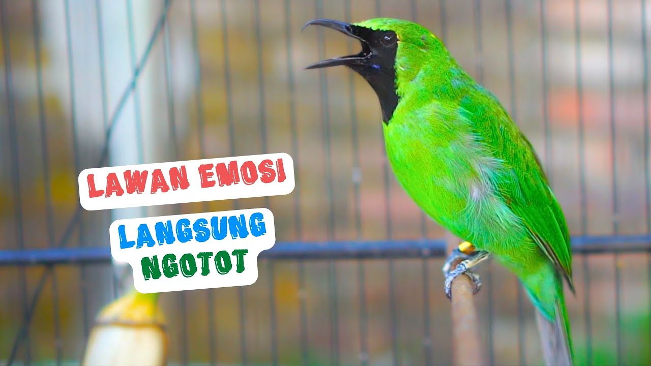 Pancingan Cucak Ijo Gacor Nembak Full Isian Cepat Buat Menaikan EMOSI Ijo agar Mau Jamtrok tarung