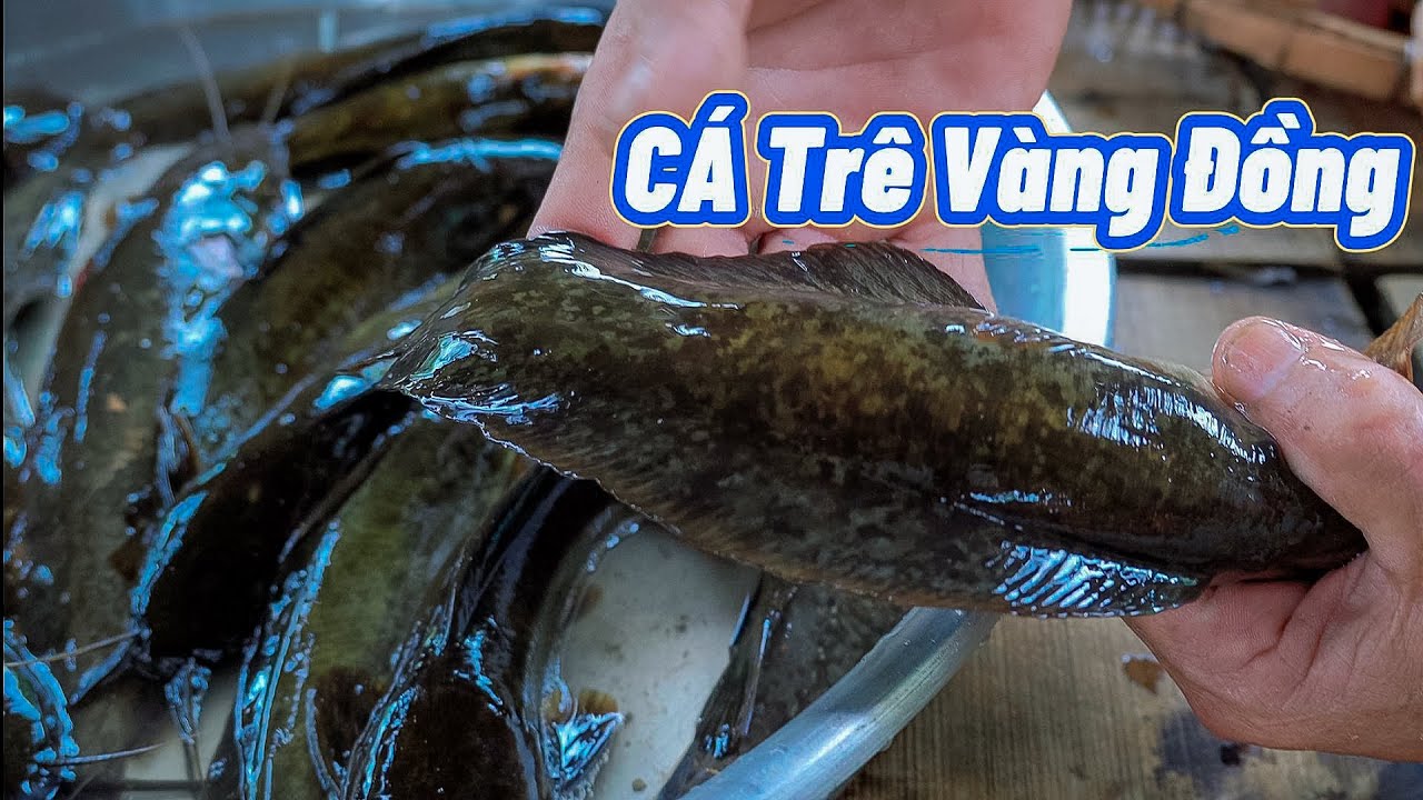 Cá Trê Vàng Nướng Mắm Gừng - Vịt Cò Hầm Măng Tầm Vông 