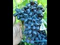 Виноград Атос (Grape Athos) 2015