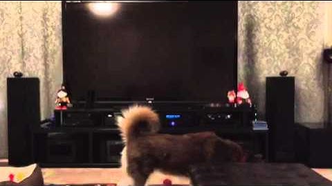 4-XPR-2, XMC-1. EMOTIVA