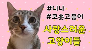 사랑스러운 고양이들