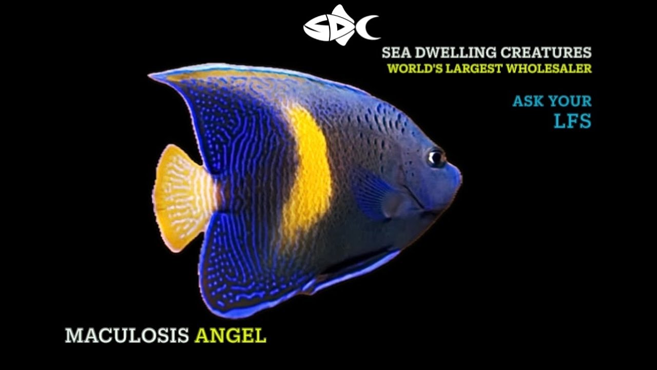 In Stock October 25, 2025 SeaDwelling.com