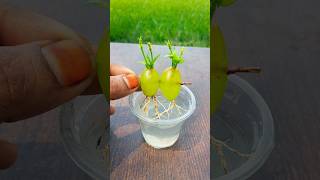 Best Skills how to grow Grape tree from grape fruit in water #garden #reels