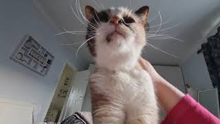 POV you're trapped under a purring cat by Cookie the Calico 54,290 views 2 years ago 58 seconds