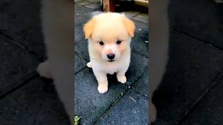 cute adorable puppy dog #puppy #puppydog #dog #dogvideos #cutedog #doglover #dogs cute adorable puppy dog #puppy #puppydog #dog #dogvideos #cutedog #doglover #dogs