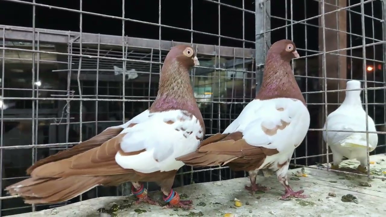 جولة في سوق الحمام سوريا مدينة حمص مع مربي الطيور ابرهيم