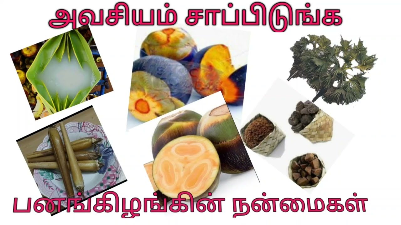 அவசியம் சாப்பிடுங்க பனங்கிழங்கின் நன்மைகள் |Must-eat