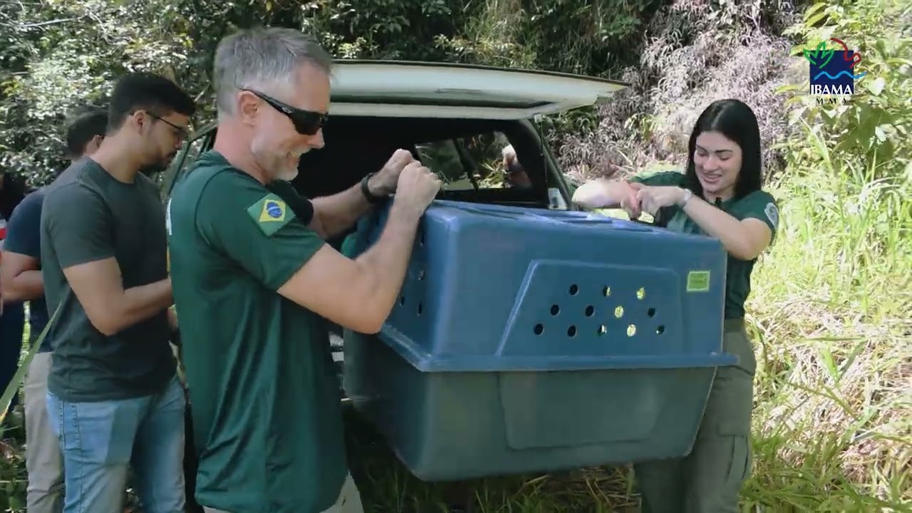 Soltura de Fauna Silvestre em Pernambuco!