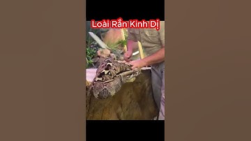 Răng Nanh Dài 5cm Cân Nặng 20kg Rắn Hổ Lục Gaboon Độc Nhất Châu Phi #shorts #snake #rắnđộc