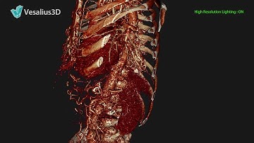 Vesalius3D - High Resolution Lighting