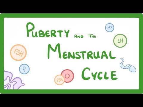 GCSE Biology - The Menstrual Cycle & Puberty  #60