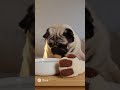 Pibbles does asmr 🤣 |sora ai| #asmr #shorts #funny #fypシ #viral #trending #asmrsounds  #relatable
