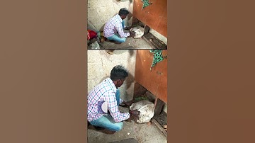 രക്ഷപ്പെടാൻ ശ്രമിച്ച മൂർഖനെ കയ്യോടെ പിടികൂടി #vavasuresh #snakemaster