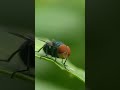 lalat mata merah