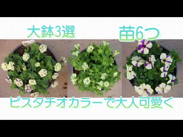 ペチュニアのピスタチオパフェ、レイピスタチオクリーム、シェイクを