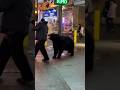 Bear Snaps at Man Who Got Too Close | Gatlinburg Wildlife Warning