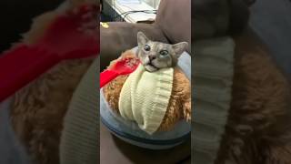 Funny Cats 😺 Episode 104 #Shorts