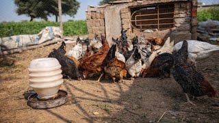 How to Raise Chickens for Rapid Growth | Relaxing Farming Sounds screenshot 4