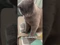 FELINE CRITIC! Cat's Dance Moves Get SAVAGED by Unimpressed Feline Friend!🤣🤣#cat#shorts#trending g
