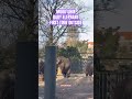 #Mookuhm #बेबीहाथी #小象 #赤ちゃんゾウ‎#الفيل الطفل #elefantebebé #olifant#baby #babyolifant #Artis #zoo